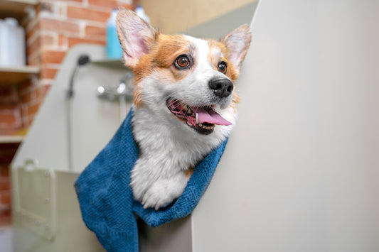 Keep Your Pup Fresh and Clean