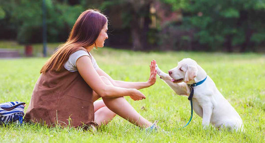 How to Train Your Dog: Basics