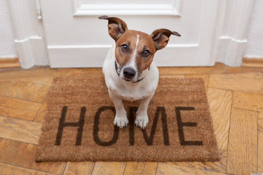 Essential advice for those bringing home a pet for the first time